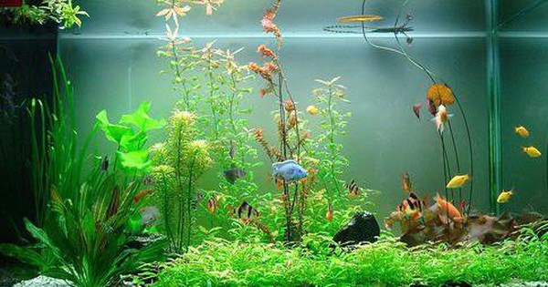 Phong Thủy Bể Cá: Vị Trí Đặt, Số Lượng Cá Và Loại Cá Hợp Mệnh - hình 1